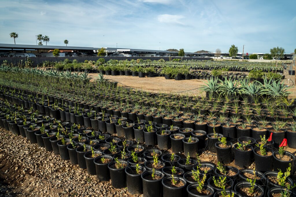 Vasos de plástico para horticultores - Murgiplast